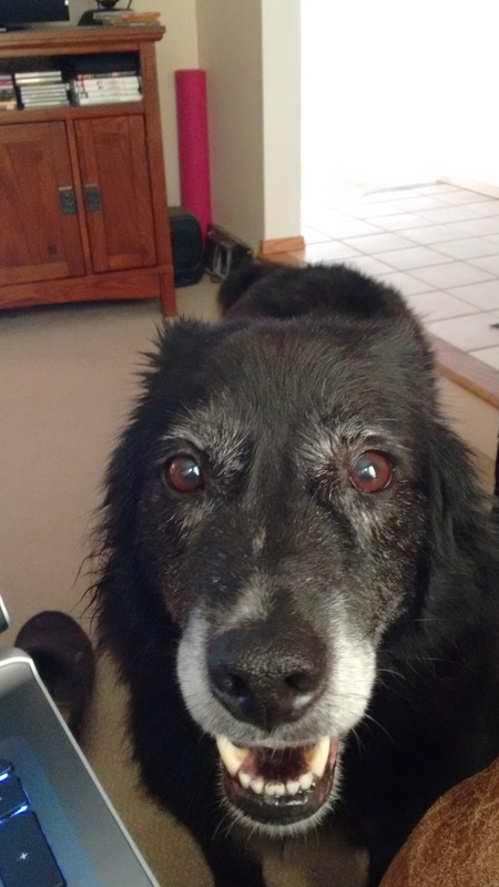 Entry image for Sammy. Clicking this image will show a larger photo