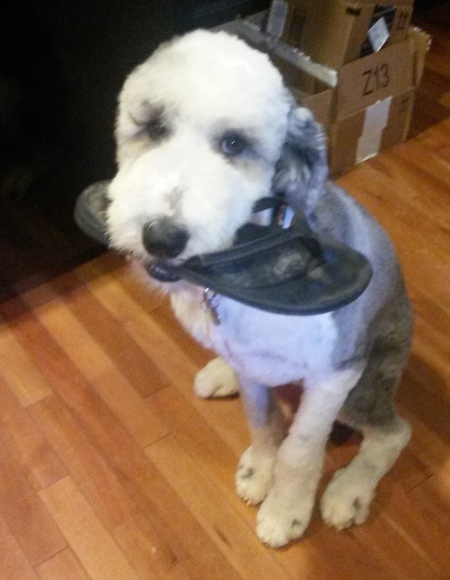 Entry image for Petra. Clicking this image will show a larger photo