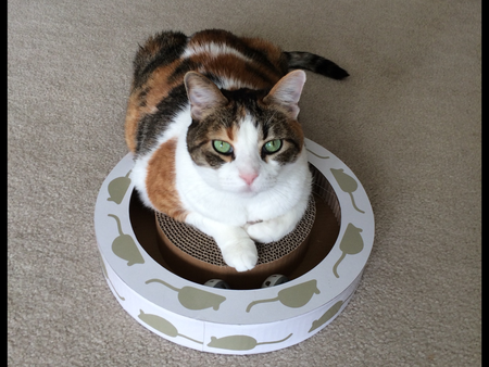 Entry image for Madeline. Clicking this image will show a larger photo