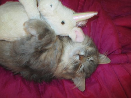 Entry image for Katniss. Clicking this image will show a larger photo