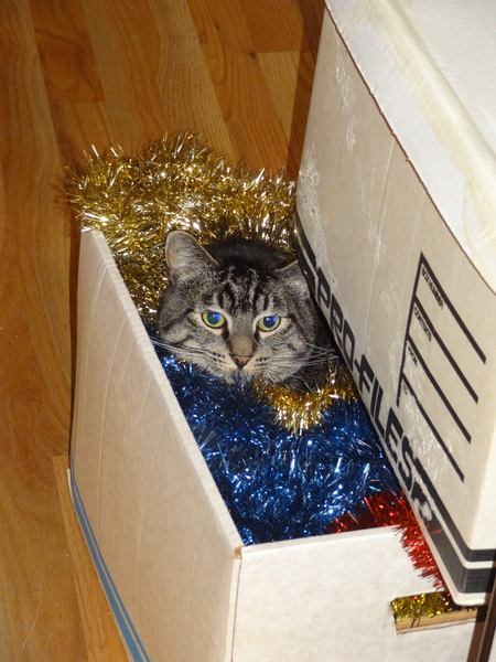 Entry image for Little Man. Clicking this image will show a larger photo