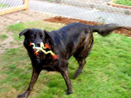 Entry image for Buddy. Clicking this image will show a larger photo