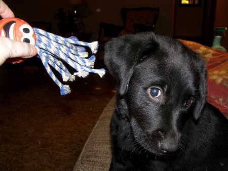 Entry image for Trixie. Clicking this image will show a larger photo