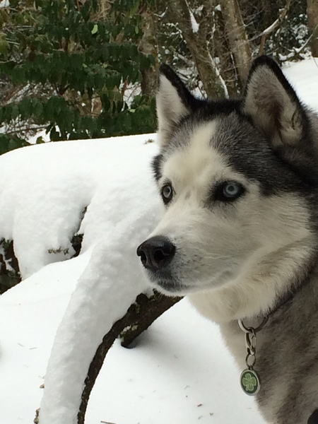 Entry image for Baby. Clicking this image will show a larger photo