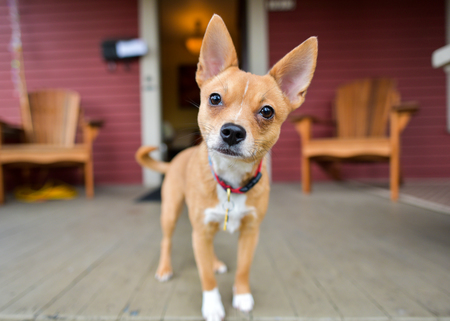 Entry image for Juno (Belle). Clicking this image will show a larger photo