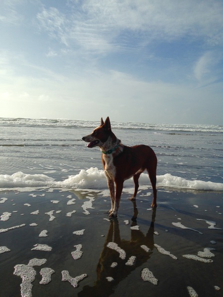 Entry image for Roo. Clicking this image will show a larger photo