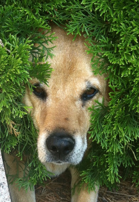 Entry image for Shadow. Clicking this image will show a larger photo