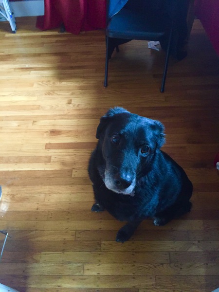 Entry image for Vangogh . Clicking this image will show a larger photo