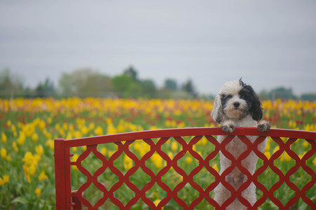 Entry image for Bruno. Clicking this image will show a larger photo