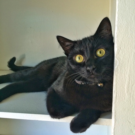 Entry image for Abraham. Clicking this image will show a larger photo