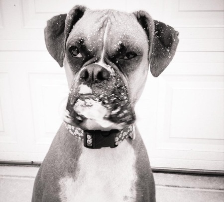 Entry image for Laila. Clicking this image will show a larger photo