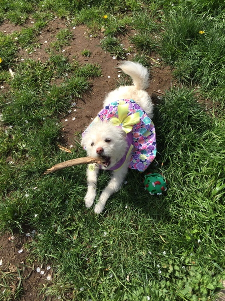 Entry image for Izzy. Clicking this image will show a larger photo