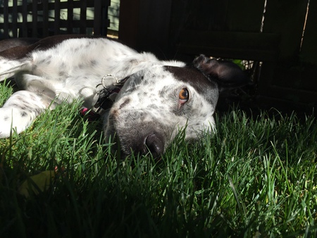 Entry image for Rue. Clicking this image will show a larger photo