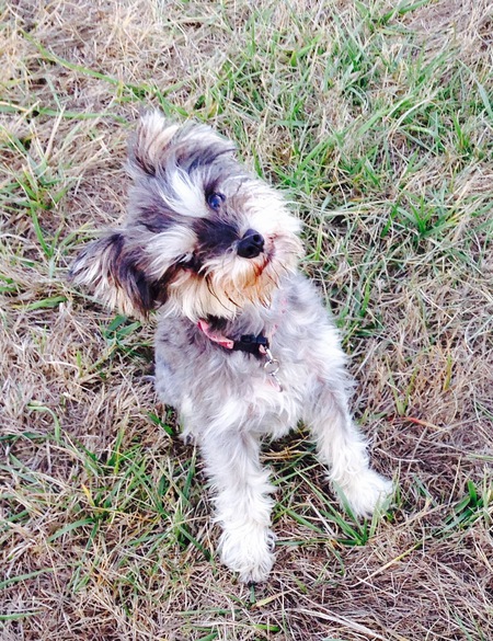 Entry image for Winnie. Clicking this image will show a larger photo