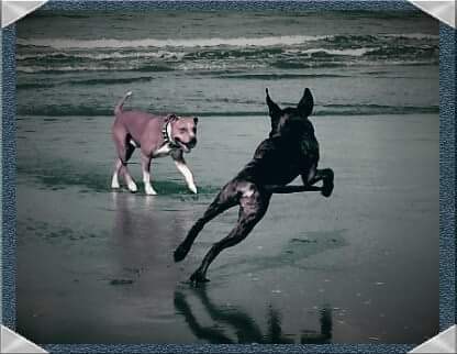 Entry image for Oso and Memphis. Clicking this image will show a larger photo