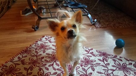 Entry image for Lance. Clicking this image will show a larger photo