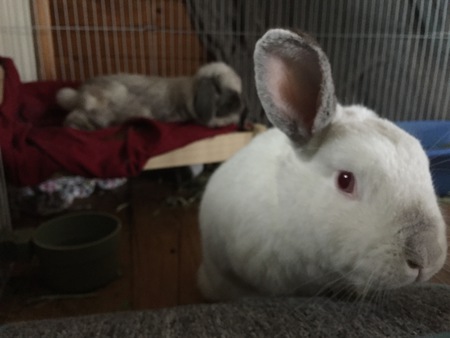 Entry image for Spike (& Milo). Clicking this image will show a larger photo