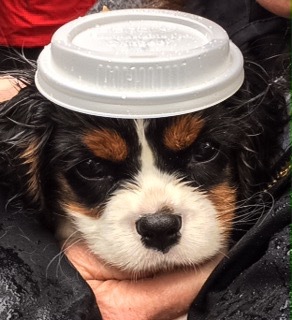 Entry image for Bayley. Clicking this image will show a larger photo