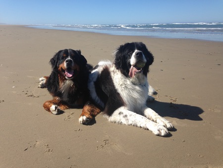 Entry image for Panzer & Dessa. Clicking this image will show a larger photo