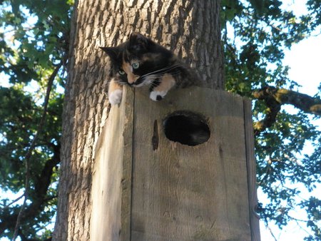 Entry image for Mama Kitty. Clicking this image will show a larger photo