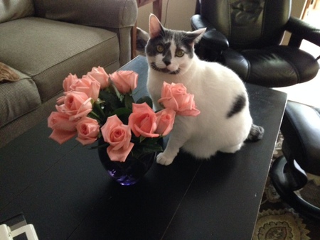 Entry image for Babe. Clicking this image will show a larger photo