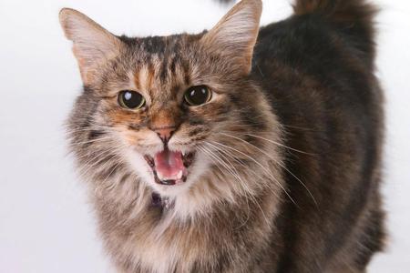 Entry image for Fluffy McMuffin. Clicking this image will show a larger photo