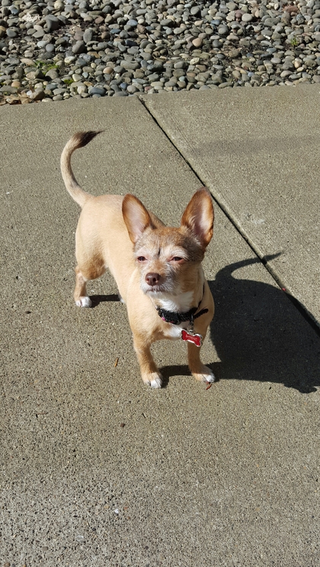 Entry image for Sadie. Clicking this image will show a larger photo