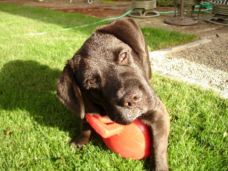 Entry image for Porter. Clicking this image will show a larger photo