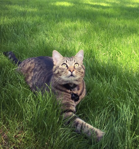 Entry image for Mugsy. Clicking this image will show a larger photo