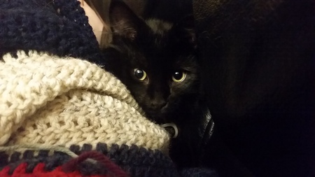 Entry image for Grimalkin. Clicking this image will show a larger photo