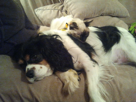 Entry image for Bandit and Mao. Clicking this image will show a larger photo