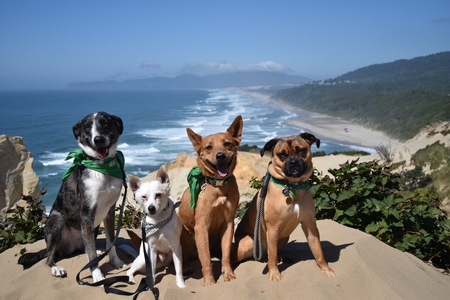 Entry image for Cheyanne, Captain, Chico, and Rumo. Clicking this image will show a larger photo