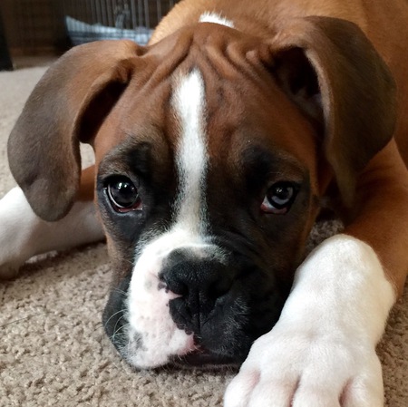 Entry image for Bronx. Clicking this image will show a larger photo