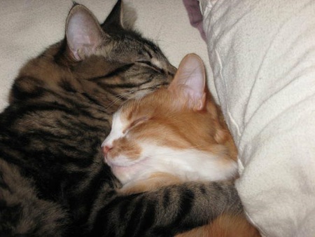 Entry image for Wesley & Ginger. Clicking this image will show a larger photo