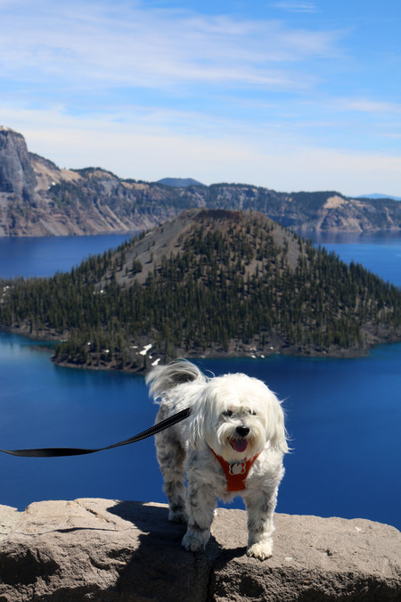 Entry image for Harry . Clicking this image will show a larger photo