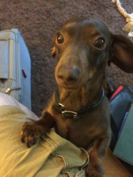 Entry image for Miles. Clicking this image will show a larger photo