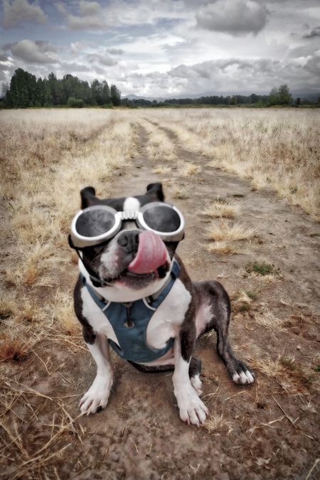 Entry image for Bandit. Clicking this image will show a larger photo