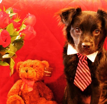 Entry image for Gordo . Clicking this image will show a larger photo