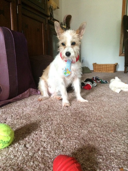 Entry image for Patton. Clicking this image will show a larger photo