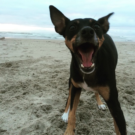 Entry image for Delilah . Clicking this image will show a larger photo