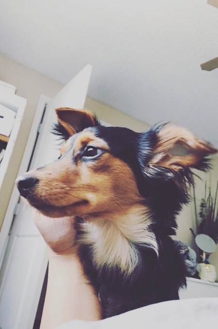 Entry image for MILO. Clicking this image will show a larger photo