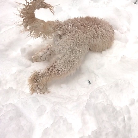 Entry image for Farley. Clicking this image will show a larger photo