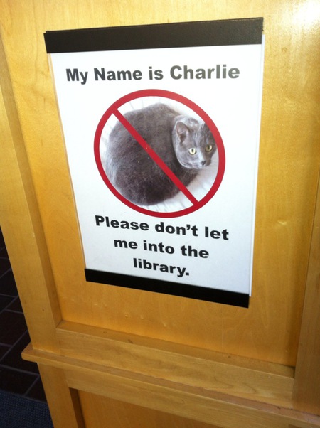 Entry image for Charlie The Curious Cat. Clicking this image will show a larger photo