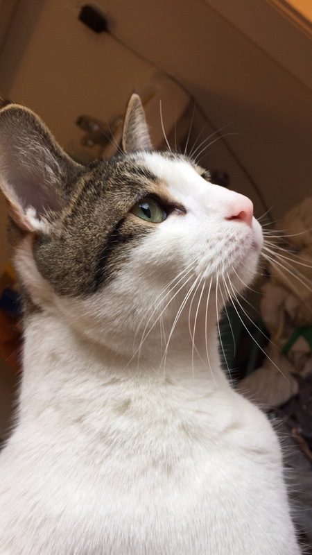 Entry image for Jay Catsby. Clicking this image will show a larger photo