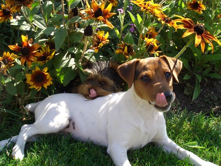 Entry image for Maverick & Sadie. Clicking this image will show a larger photo