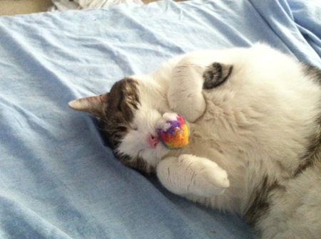 Entry image for Tippy. Clicking this image will show a larger photo