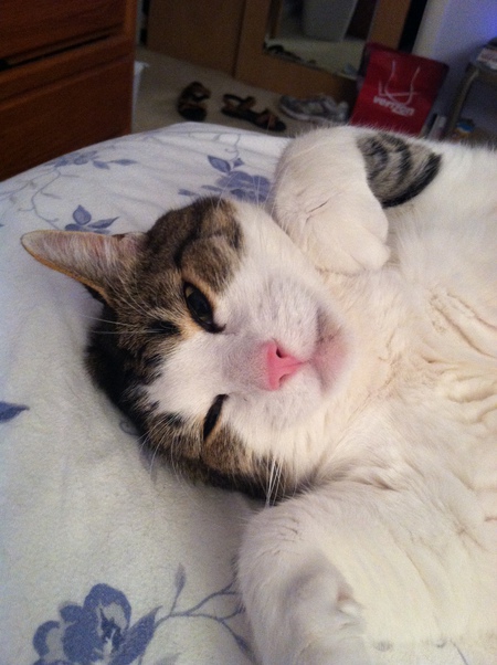 Entry image for TIPPY. Clicking this image will show a larger photo