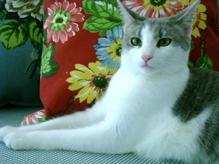 Entry image for Pearl Beaudry. Clicking this image will show a larger photo