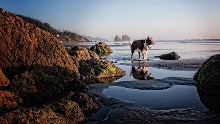 Entry image for Cody. Clicking this image will show a larger photo