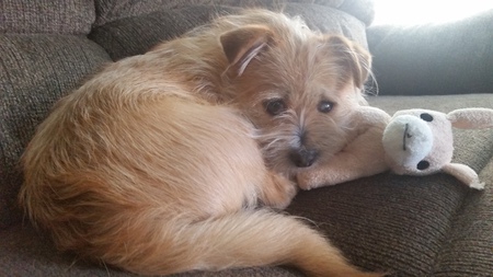 Entry image for Oliver. Clicking this image will show a larger photo